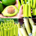 Avocado Ice Candy Recipe