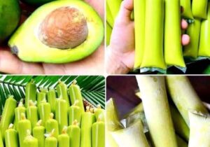 Avocado Ice Candy Recipe